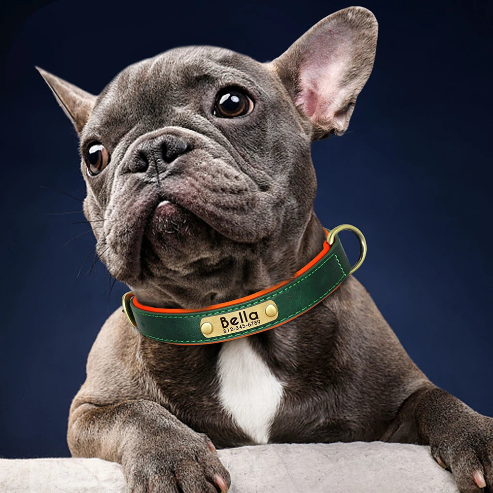 Personalized Padded Dog Collar